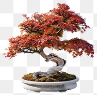 PNG Vibrant bonsai tree autumn foliage