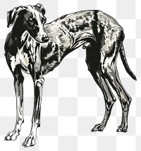 PNG Elegant greyhound dog illustration