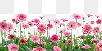 PNG Pink daisies floral background nature