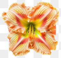 PNG Vibrant orange lily flower