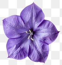 PNG Vibrant purple balloon flower bloom