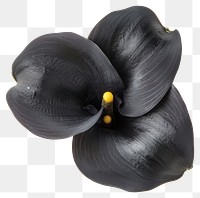 PNG Elegant black calla lily flower