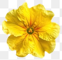 PNG Vibrant yellow hibiscus flower