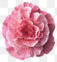 PNG Delicate pink camellia flower