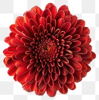 PNG Vibrant red chrysanthemum flower