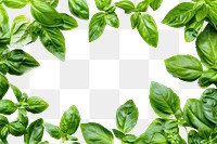 PNG Fresh basil leaves frame white