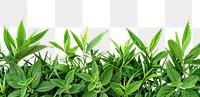 PNG Fresh green leaves on white