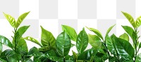 PNG Fresh green leaves background