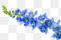 PNG Vibrant blue delphinium flowers