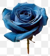 PNG Elegant blue rose on white