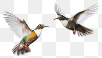 PNG Colorful hummingbirds in mid-flight