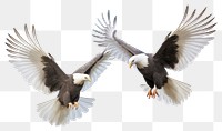 PNG Majestic bald eagles in flight