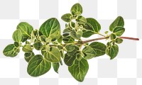 PNG Fresh oregano herb branch