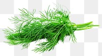 PNG Fresh green dill herb isolated