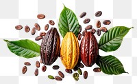 PNG Cocoa pods and beans arrangement