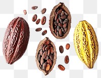 PNG Cocoa pods and beans display