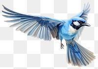 PNG FlyingBlue Jay bird jay blue jay.