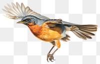 PNG Flying American Robin robin bird bluebird.