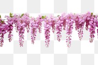 PNG Beautiful pink wisteria flowers hanging