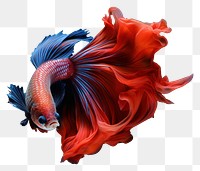 Vibrant Betta fish with flowing fins