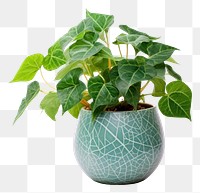 PNG  Vibrant green plant in pot