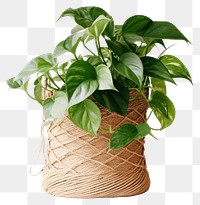 PNG  Elegant potted plant with vines