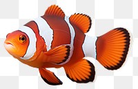 PNG Vibrant clownfish swimming gracefully.