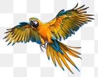 PNG Colorful macaw parrot in flight