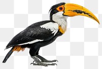 PNG Exotic toucan bird vibrant beak