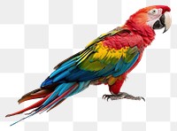 PNG Colorful parrot isolated white background