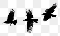 PNG Silhouetted birds in flight