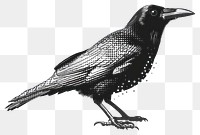 PNG Detailed black crow illustration