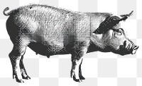 PNG Vintage pig illustration art