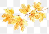PNG Autumn maple leaves watercolor illustration
