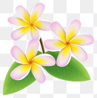 PNG Tropical vibrant plumeria flowers illustration