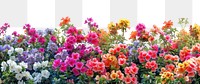 PNG Colorful floral border illustration