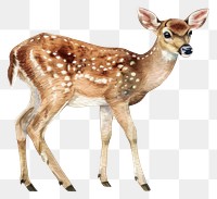 PNG Graceful fawn in natural habitat