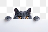 PNG Curious cat peeking over edge