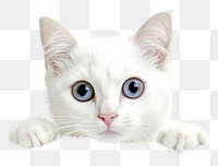 PNG Adorable white kitten with blue eyes