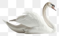 PNG Elegant swan on white background