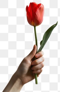PNG Hand holding red tulip flower