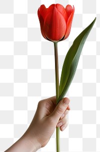 PNG Hand holding red tulip