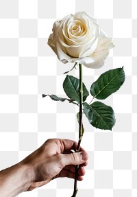 PNG Elegant white rose in hand