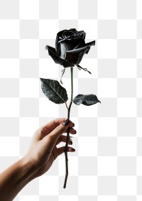 PNG Elegant black rose in hand