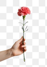 PNG Hand holding pink carnation flower