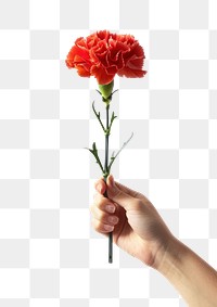 PNG Hand holding red carnation flower