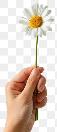 PNG Hand holding single daisy flower