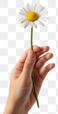 PNG Hand holding white daisy flower