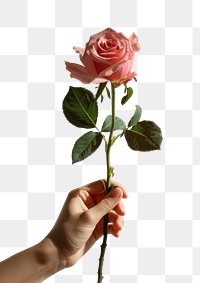 PNG Hand holding pink rose