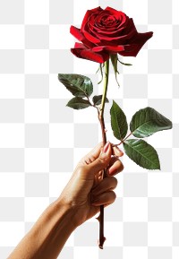 PNG Elegant single red rose